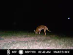 Fototrampeo: Una Herramienta Clave en la Biología de la Conservación