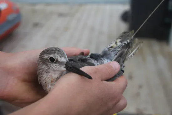 Global Flyway Ecology